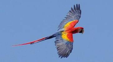 Sacred Scarlets partners with the National Park Service.